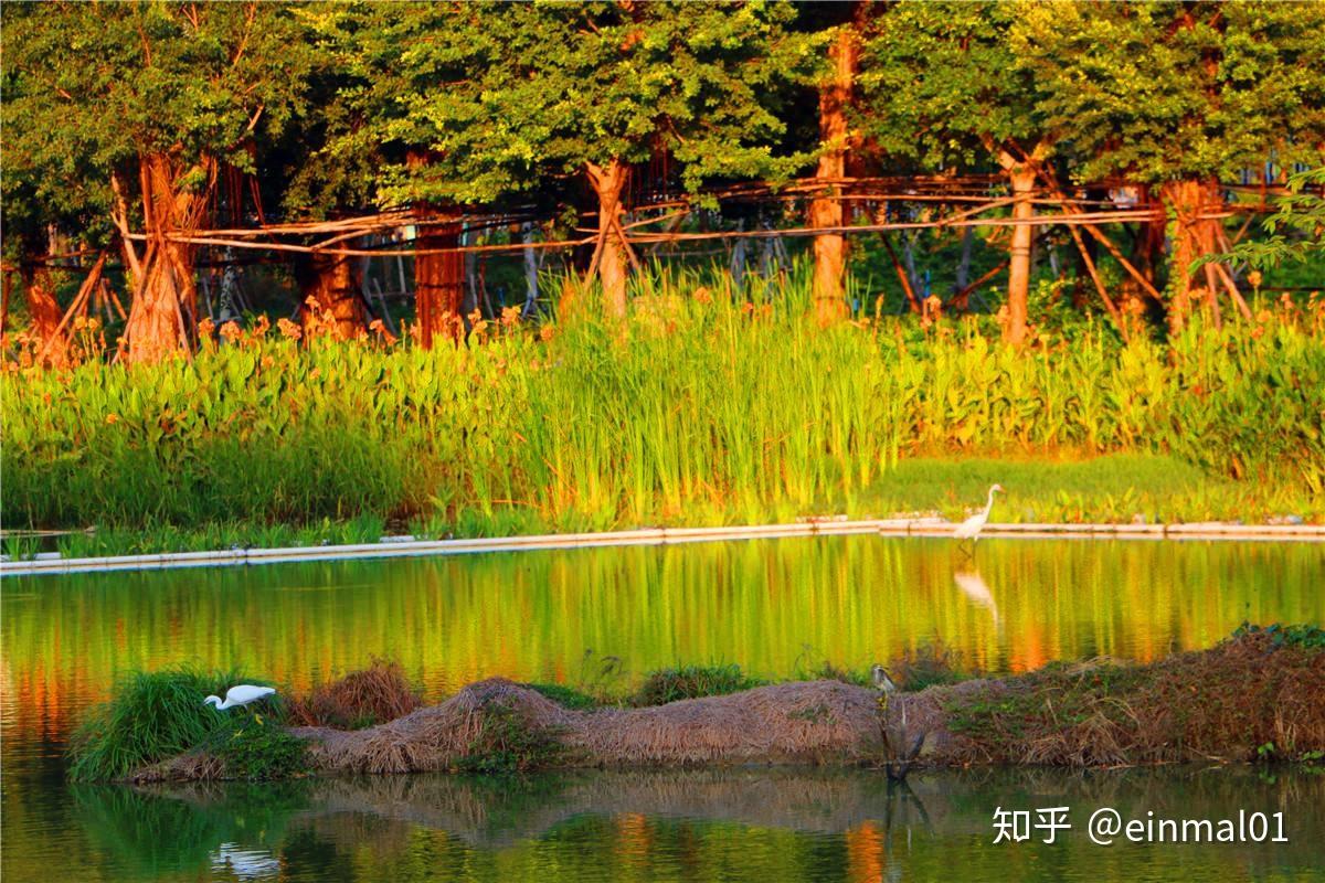 湿地生态系统_湿地生态系统健康_湿地形成原因
