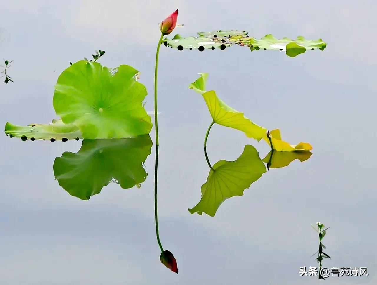 识别笑面虎的方法_如何做笑面虎_如何辨别笑面虎