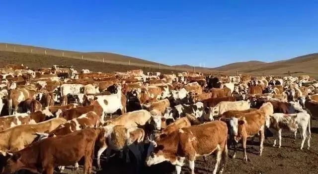 西门塔尔牛与安格斯牛杂交后代_红安格斯牛图片_安格斯牛与西门塔尔牛杂交优势