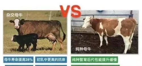西门塔尔牛与安格斯牛杂交后代_红安格斯牛图片_安格斯牛与西门塔尔牛杂交优势