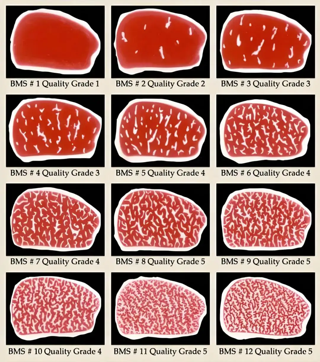 红安格斯牛图片_和牛 安格斯牛 澳洲牛肉品牌