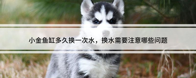 生态鱼缸多久换一次水_小金鱼换水频率_小金鱼多久换一次水