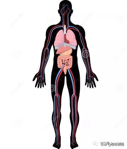 人体组成结构_人体解剖学定义_正常人体解剖学感觉器