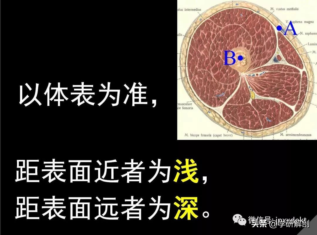 人体组成结构_正常人体解剖学感觉器_人体解剖学定义