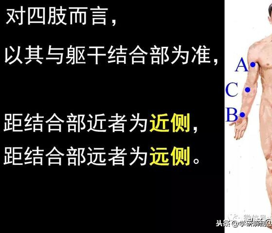 人体组成结构_人体解剖学定义_正常人体解剖学感觉器