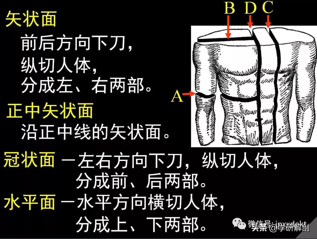 人体解剖学定义_正常人体解剖学感觉器_人体组成结构