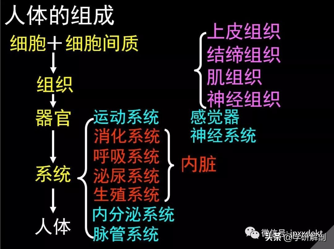 人体组成结构_正常人体解剖学感觉器_人体解剖学定义