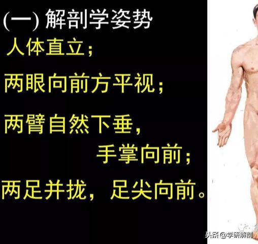 正常人体解剖学感觉器_人体组成结构_人体解剖学定义