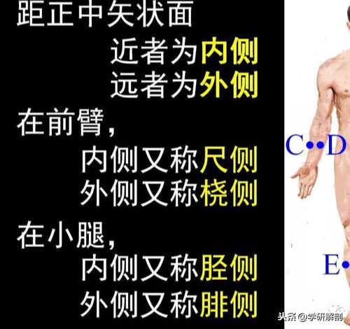 人体解剖学定义_正常人体解剖学感觉器_人体组成结构