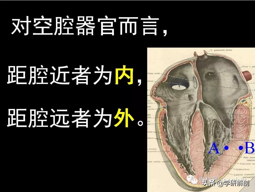 正常人体解剖学感觉器_人体组成结构_人体解剖学定义