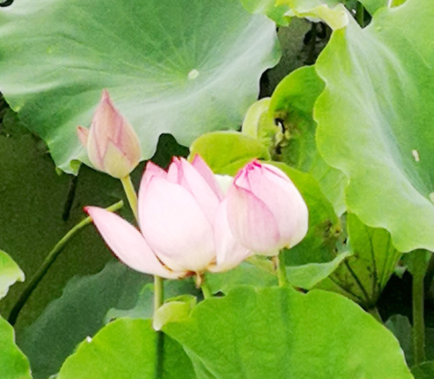 阜城湖生态公园_阜城市荷花观赏地点_青颍公园荷花种植