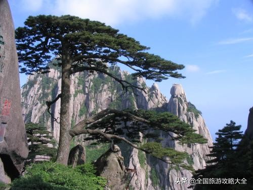 迎客松云海奇观_黄山生态农业农业观光园总体景观规划设计_黄山四季美景