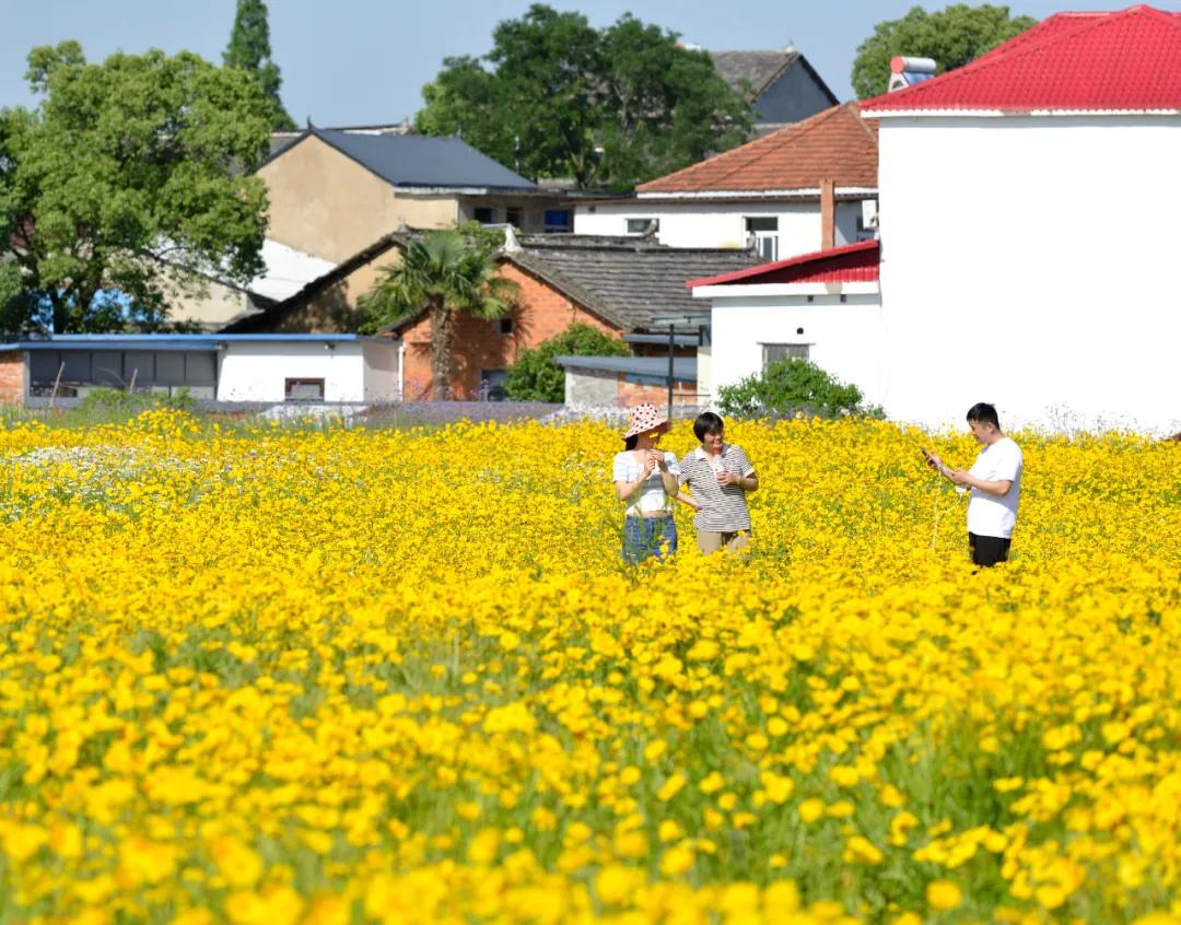巢湖拍婚纱景点_巢湖船塘花海剑叶金鸡菊_巢湖中庙街道花田拍照