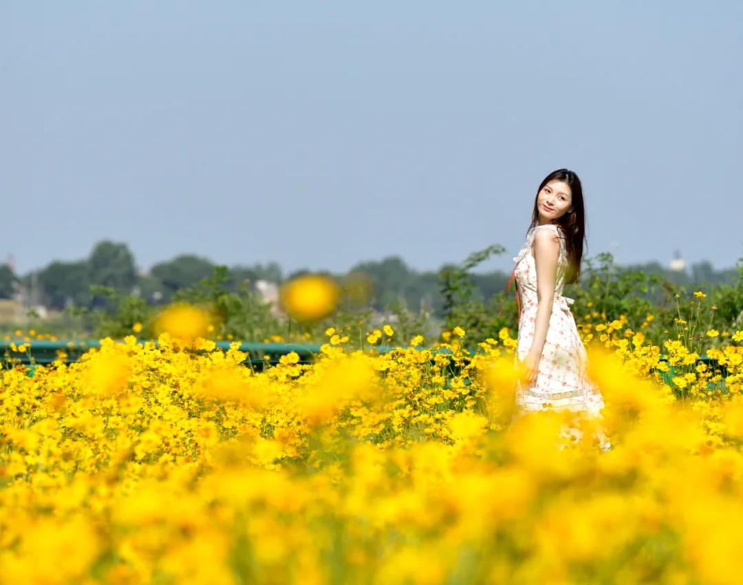 巢湖拍婚纱景点_巢湖船塘花海剑叶金鸡菊_巢湖中庙街道花田拍照