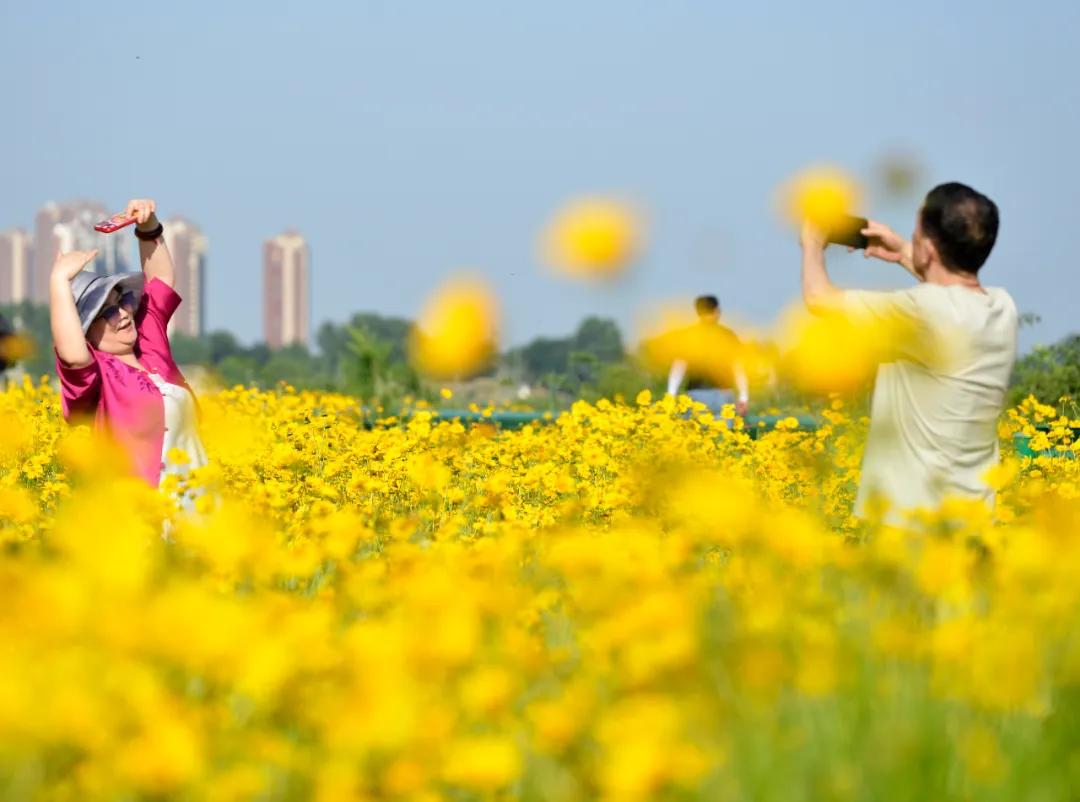 巢湖中庙街道花田拍照_巢湖拍婚纱景点_巢湖船塘花海剑叶金鸡菊