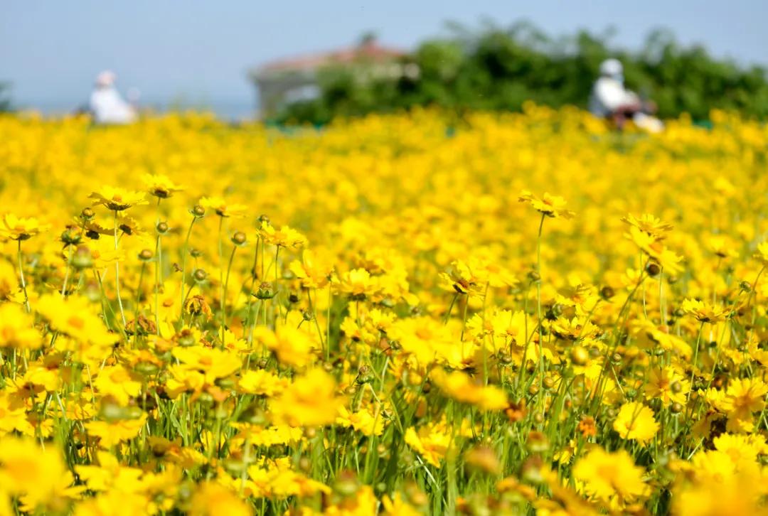 巢湖中庙街道花田拍照_巢湖拍婚纱景点_巢湖船塘花海剑叶金鸡菊