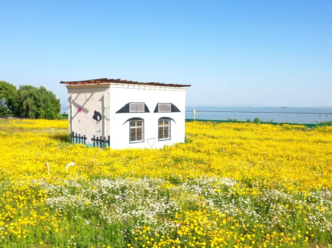 巢湖中庙街道花田拍照_巢湖船塘花海剑叶金鸡菊_巢湖拍婚纱景点