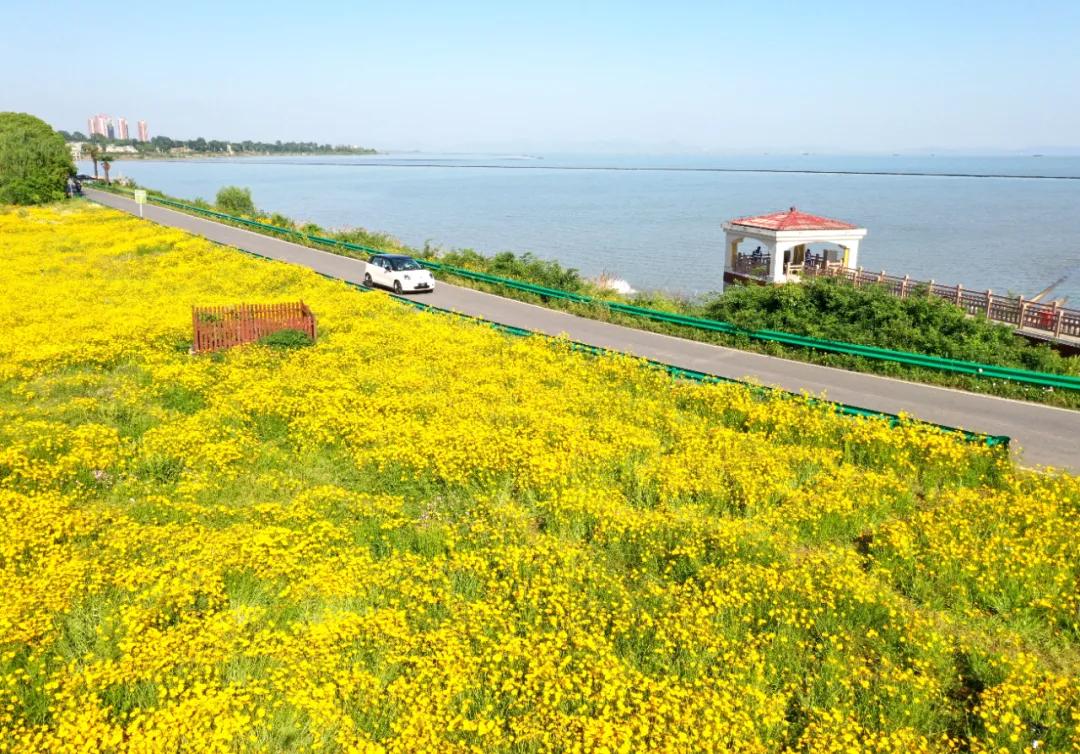 巢湖船塘花海剑叶金鸡菊_巢湖中庙街道花田拍照_巢湖拍婚纱景点