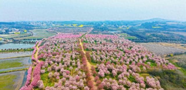 合肥茶山村樱花攻略_巢湖茶山村樱花游玩路线_巢湖拍婚纱景点