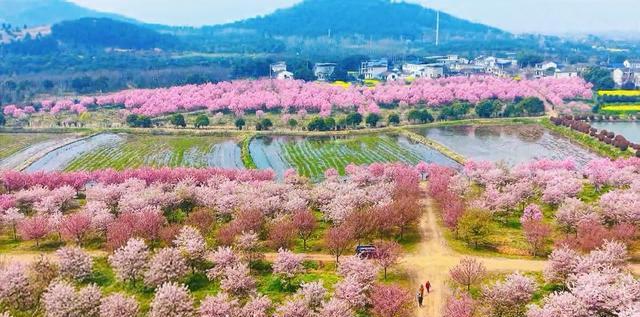 巢湖茶山村樱花游玩路线_巢湖拍婚纱景点_合肥茶山村樱花攻略