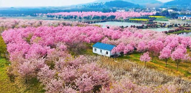 巢湖茶山村樱花游玩路线_合肥茶山村樱花攻略_巢湖拍婚纱景点