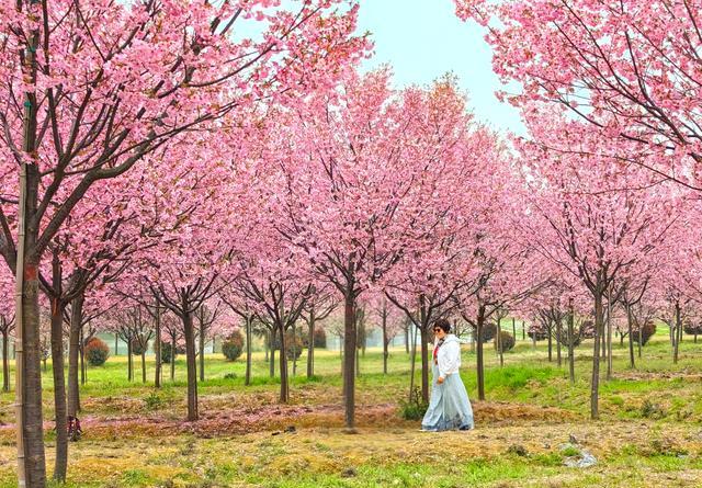 巢湖拍婚纱景点_合肥茶山村樱花攻略_巢湖茶山村樱花游玩路线