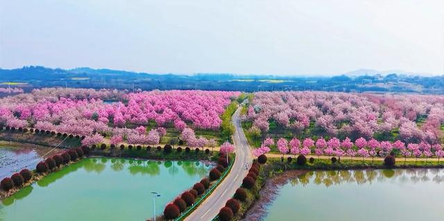 巢湖拍婚纱景点_合肥茶山村樱花攻略_巢湖茶山村樱花游玩路线