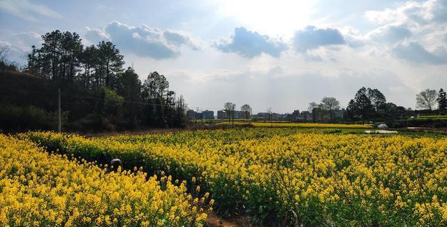 合肥茶山村樱花攻略_巢湖茶山村樱花游玩路线_巢湖拍婚纱景点