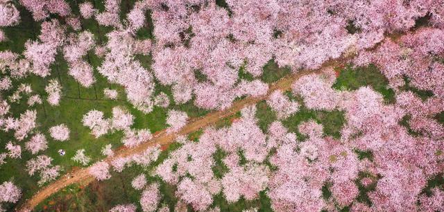 合肥茶山村樱花攻略_巢湖拍婚纱景点_巢湖茶山村樱花游玩路线