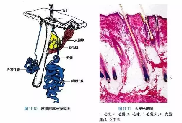 长白头发是缺什么营养_白头发会不会越拔越多_头发生长原理