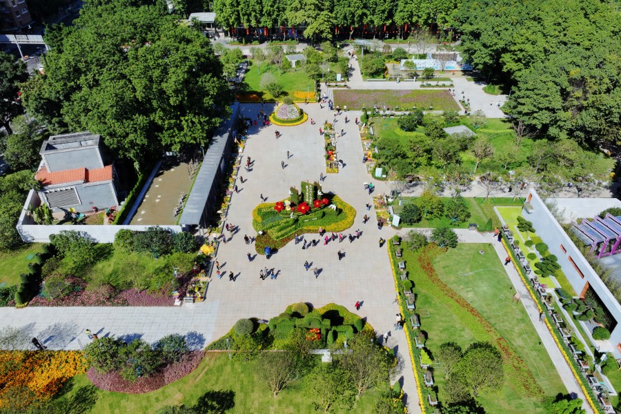 文化公园菊花展_羊城菊会2023 广州文化公园菊花展览 西南广场菊王