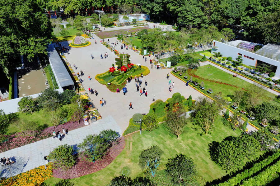 文化公园菊花展_羊城菊会2023 广州文化公园菊花展览 西南广场菊王