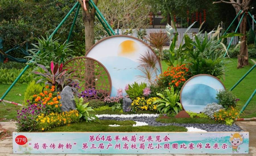羊城菊会2023 广州文化公园菊花展览 西南广场菊王_文化公园菊花展