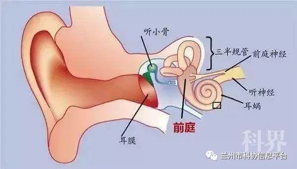 晕车是身体差导致的吗_前庭器官功能_晕车原因