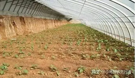 日光温室大棚类型_土墙日光温室大棚特点_大棚西瓜裁苗温度
