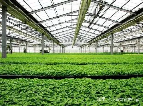 大棚西瓜裁苗温度_土墙日光温室大棚特点_日光温室大棚类型