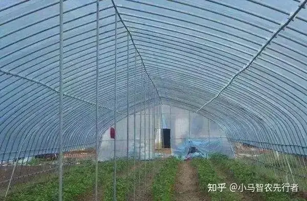 大棚西瓜裁苗温度_日光温室大棚类型_土墙日光温室大棚特点