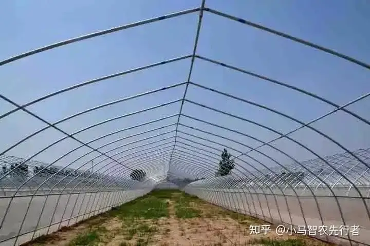 土墙日光温室大棚特点_大棚西瓜裁苗温度_日光温室大棚类型