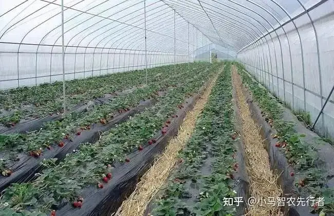 土墙日光温室大棚特点_大棚西瓜裁苗温度_日光温室大棚类型