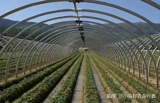 大棚西瓜裁苗温度_日光温室大棚类型_土墙日光温室大棚特点