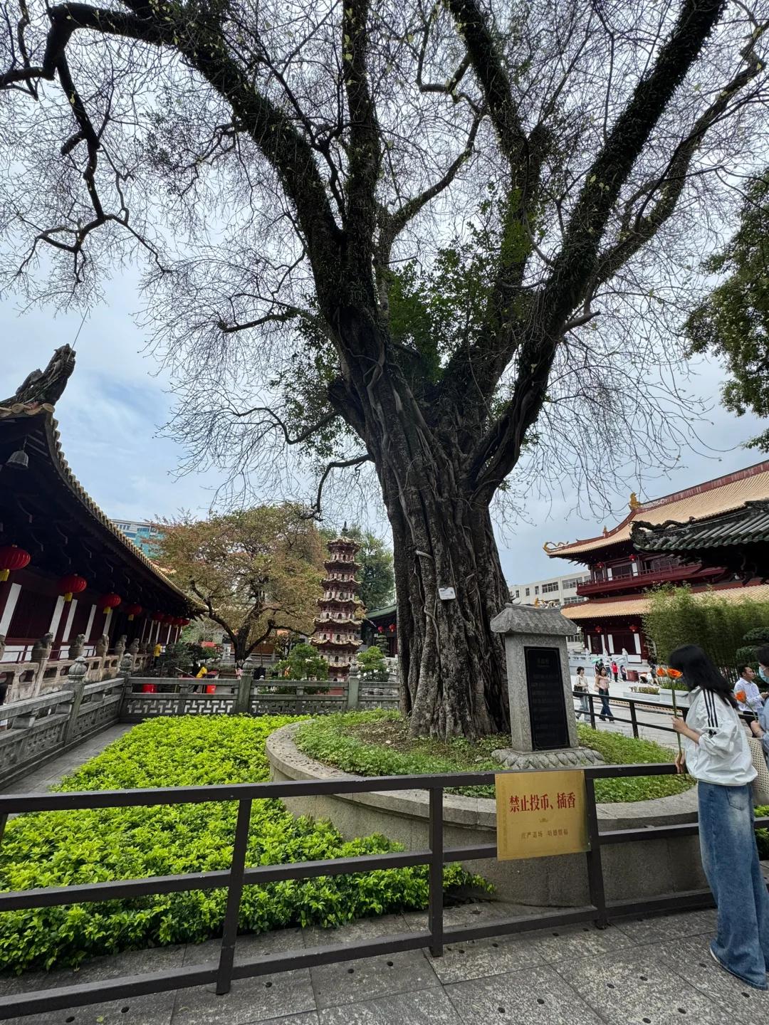 天津锅巴菜_广州早茶肠粉_天津狗不理包子简介