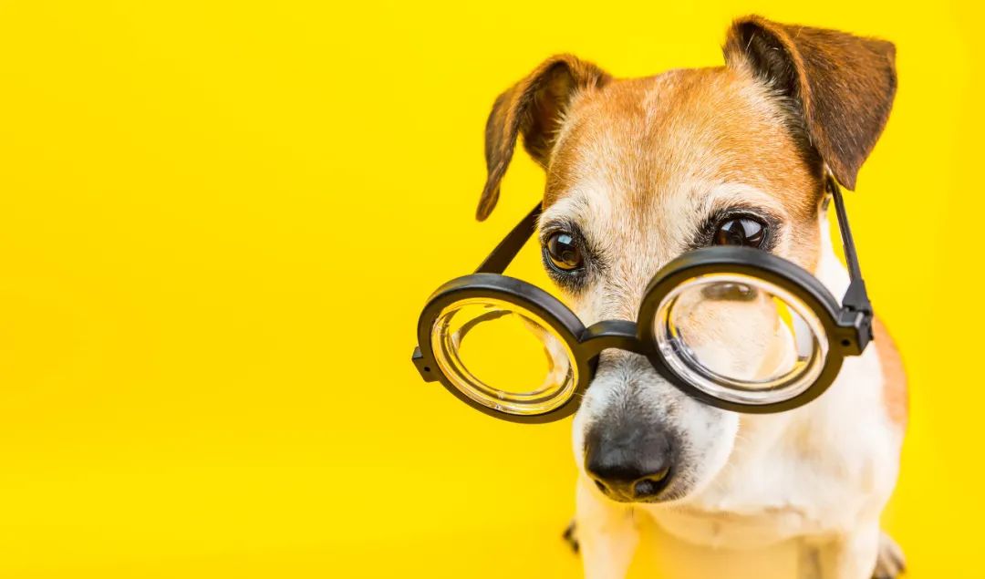 狂犬病疫苗注射指南_被猫抓伤处理流程_让狗咬了出血了怎么办