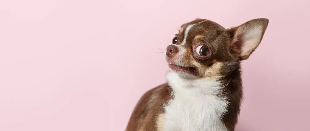 让狗咬了出血了怎么办_被猫抓伤处理流程_狂犬病疫苗注射指南