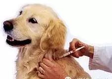 让狗咬了出血了怎么办_狗咬伤伤口处理方法_被狗咬伤症状