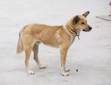 被狗咬了如何处理_让狗咬了出血了怎么办_狂犬病预防措施