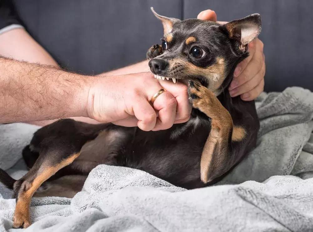让狗咬了出血了怎么办_狂犬病暴露分级处理_被狗咬了怎么办