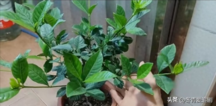 谁喝过啤酒酵母粉_自制酵母肥_酵母粉浇花方法