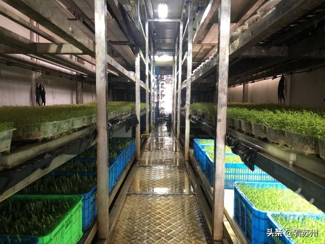 集装箱建筑案例_苏州园区智慧农业_集装箱式智慧互联网植物工厂