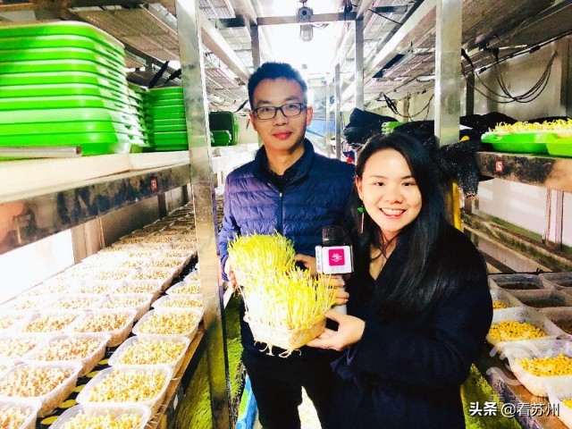 集装箱式智慧互联网植物工厂_苏州园区智慧农业_集装箱建筑案例