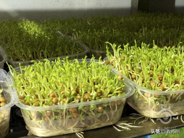 苏州园区智慧农业_集装箱建筑案例_集装箱式智慧互联网植物工厂